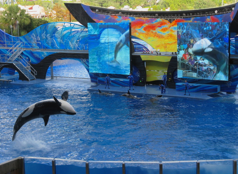 https://globalheartbeattravel.com/shamu-at-seaworld/